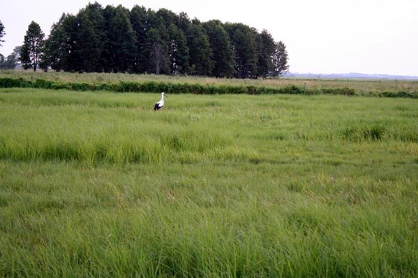 zdjciazdolinybiebrzyiszlakutatarskiego200625.jpg